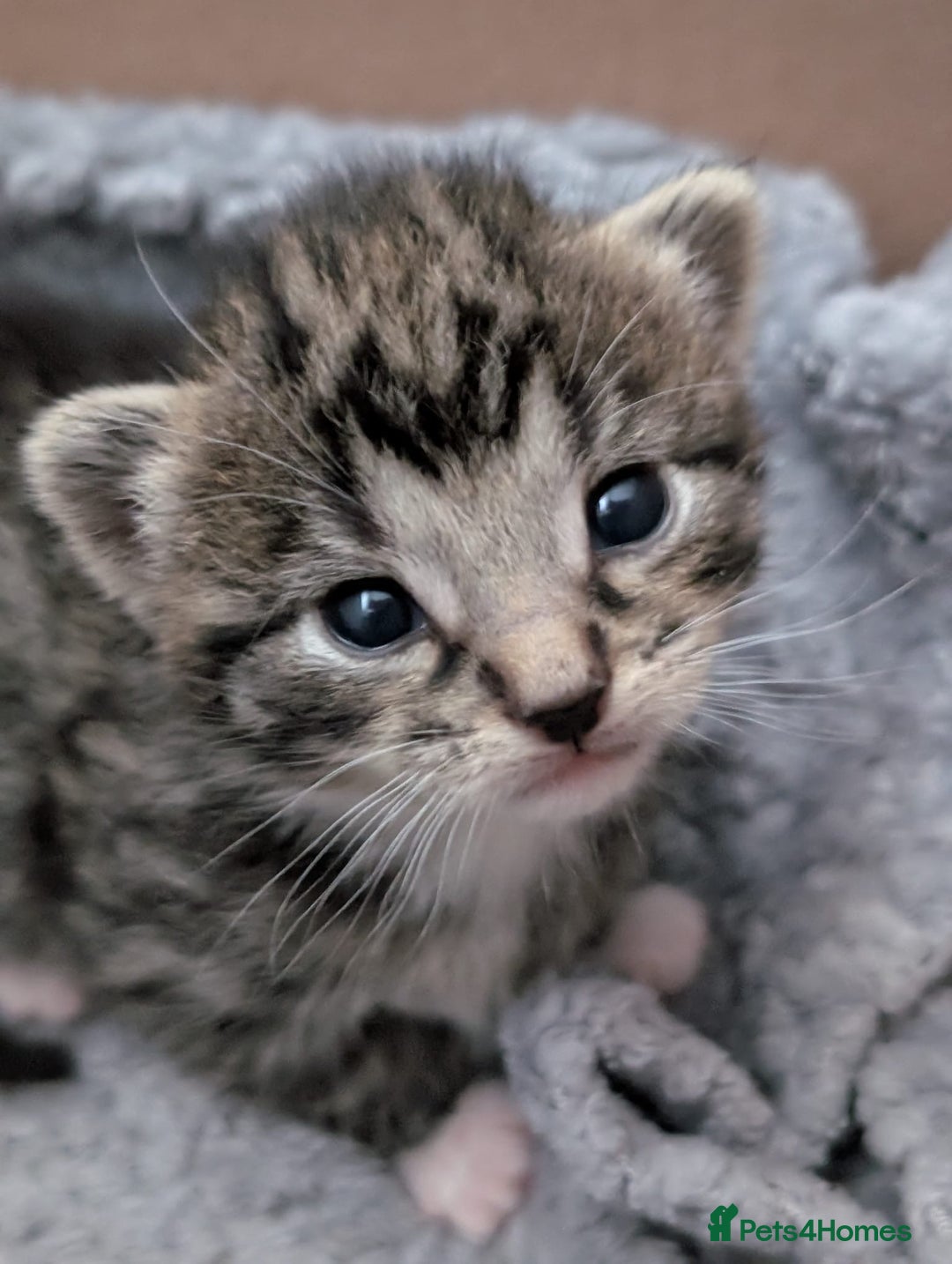 Mixed Breed cats for sale: 1x spotty boy and X3 tabby girls  - Image 2