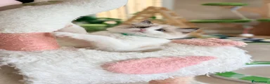 Ragdoll Kitten 3