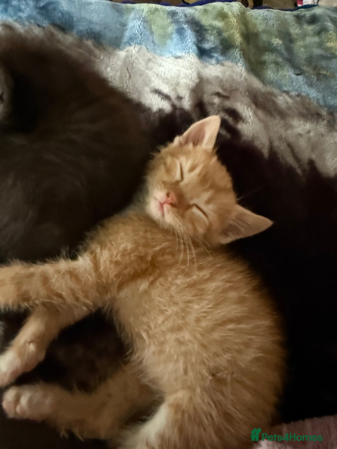 Bengal cats for sale: Bengal cross kittens  - Image 4