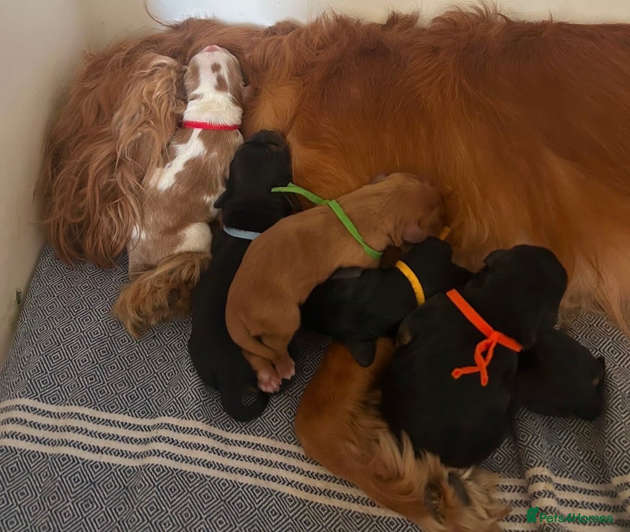 Cavalier King Charles Spaniel dogs Exquisite CKCS Pups - Coi 1%!!  - Advert 1