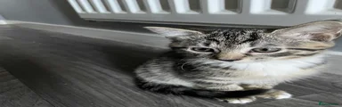 girl 1
