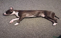 American Bull Staffy dogs for sale: Dodge  - Image 5