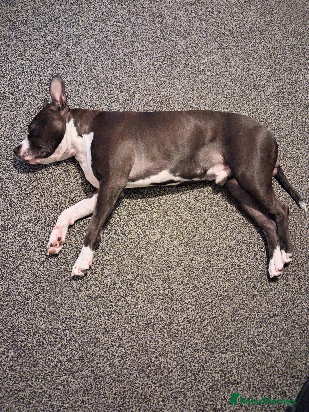 American Bull Staffy dogs for sale: Dodge  - Image 5