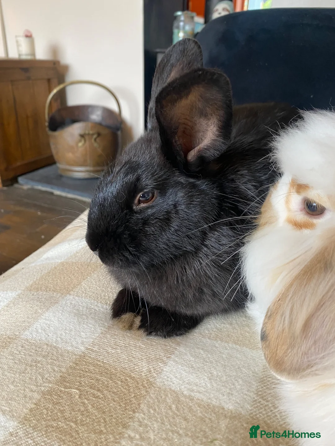 French Lop rabbits for sale: Gorgeous French lop X  in Leeds - Advert 2
