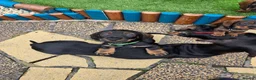 Dachshund dogs for sale: READY NOW Lovely Bunch Standard Dachshund puppies - Advert 5
