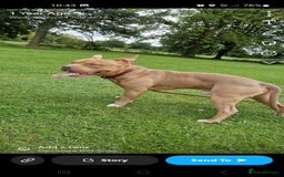 Bull Terrier dogs for sale: Pocket Bully - Image 1