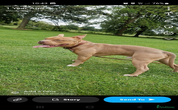 Bull Terrier dogs - Advert 19
