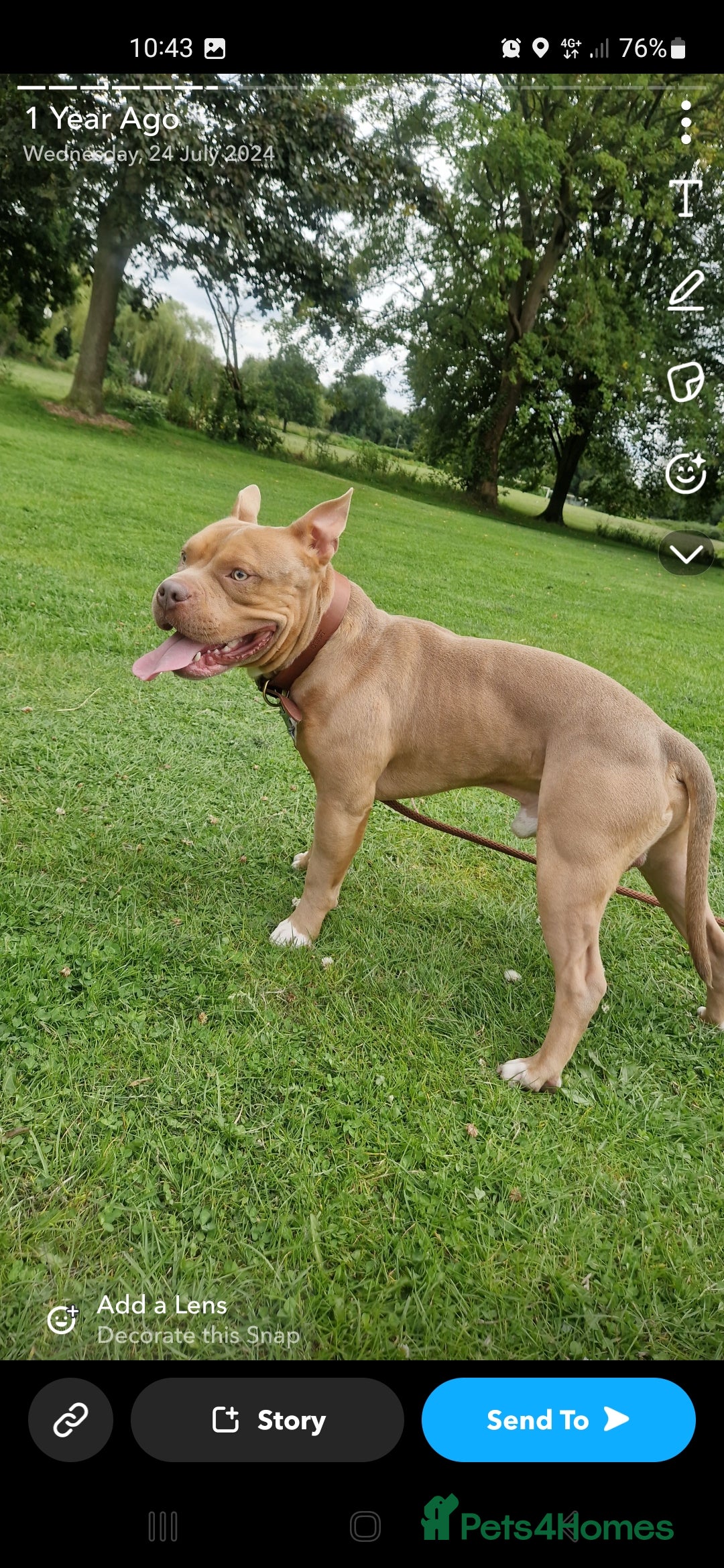 Bull Terrier dogs for sale: Pocket Bully - Image 1