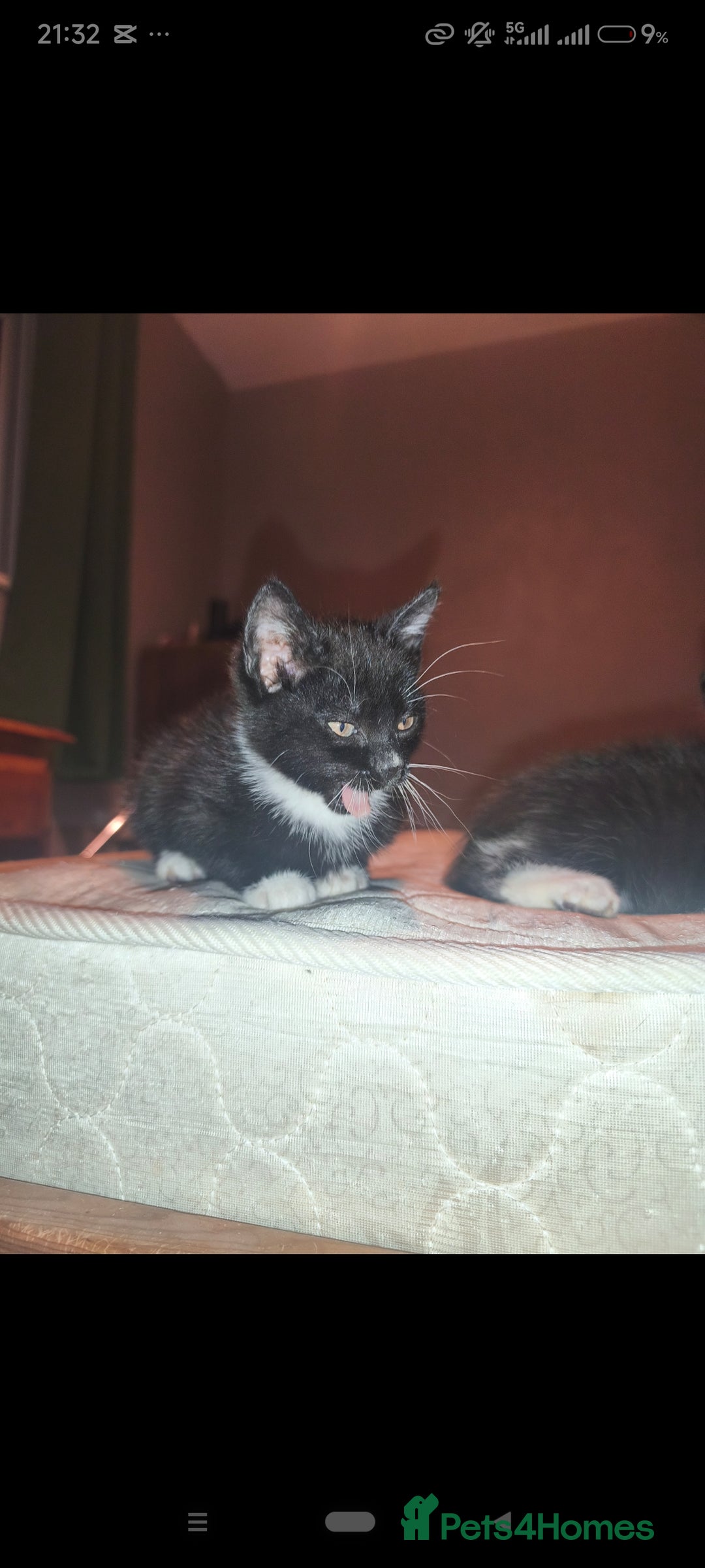 Mixed Breed cats for sale: Three Tuxedo Kittens Looking for Loving Homes - Advert 13