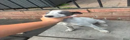 Whippet dogs for sale: Whippet Puppies  - Advert 3