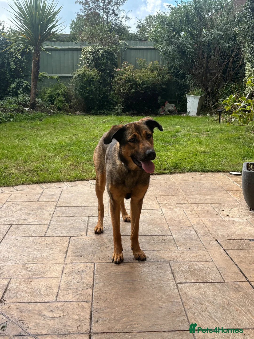 Mixed Breed dogs for sale: Belgian malinois shepherd  in Burton-on-Trent - Advert 1