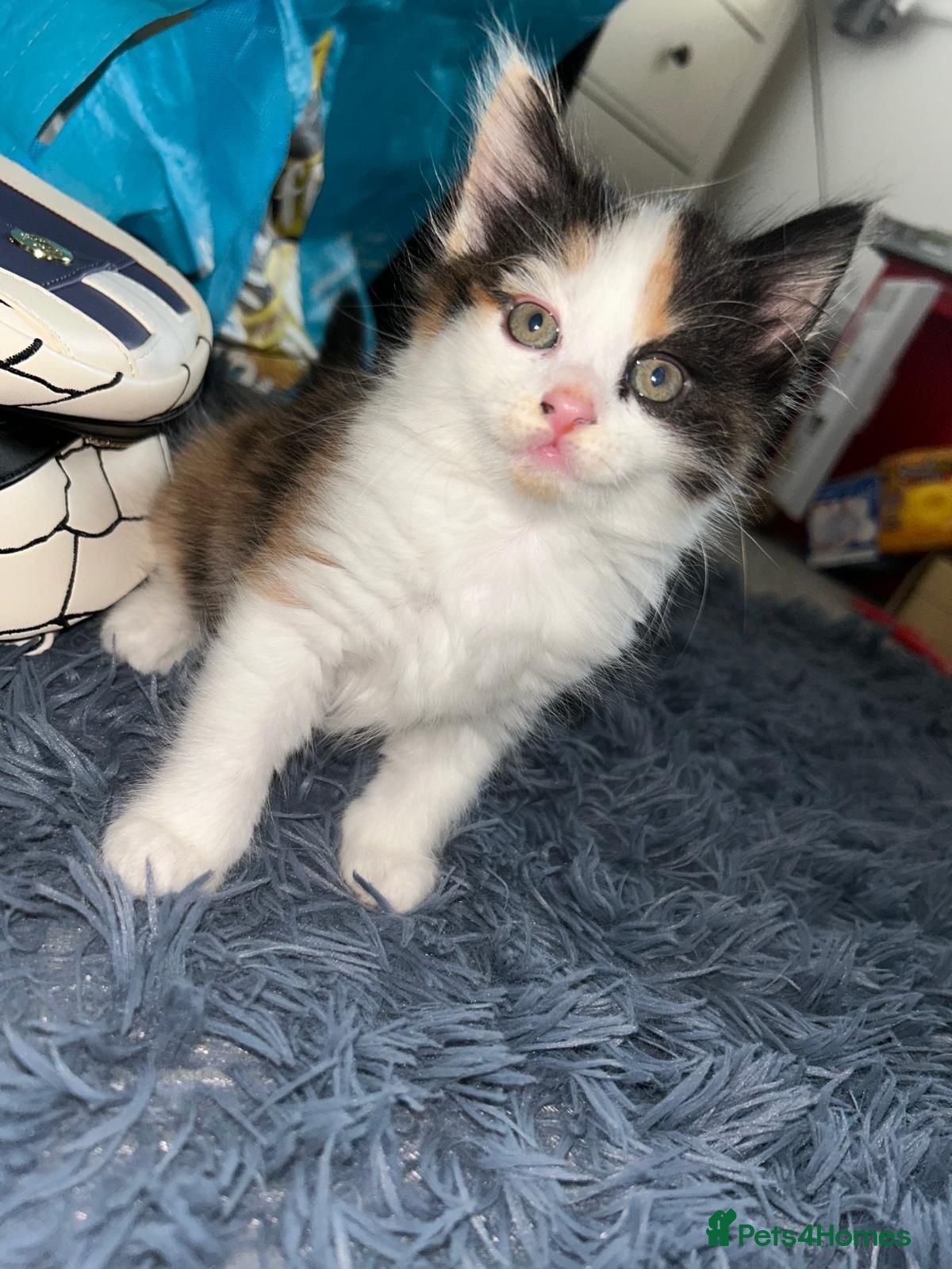 Mixed Breed cats 3 beautiful kittens - Advert 12