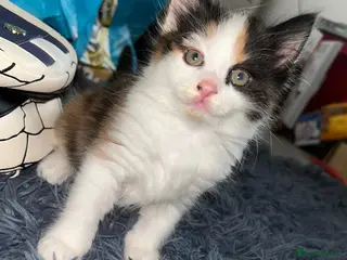 Mixed Breed cats 3 beautiful kittens - Advert 12