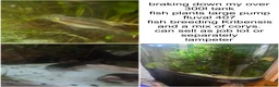Cichlids fish for sale: Fish tank and fish in Llandeilo - Advert 2
