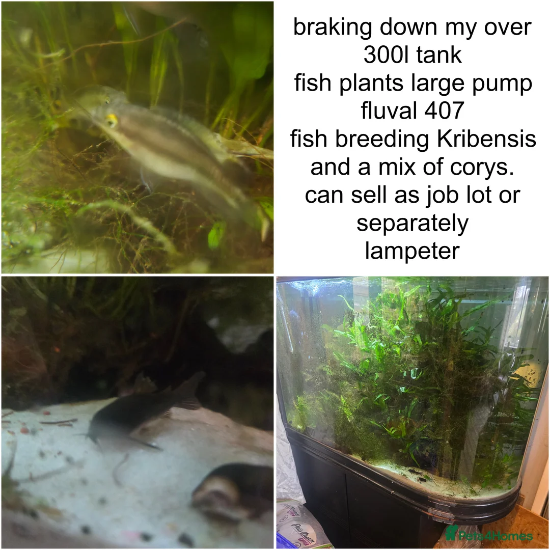 Cichlids fish for sale: Fish tank and fish in Llandeilo - Advert 2