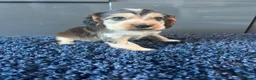 Cocker Spaniel dogs for sale: 💙 Exceptional show type health tested boys 💙 - Advert 9