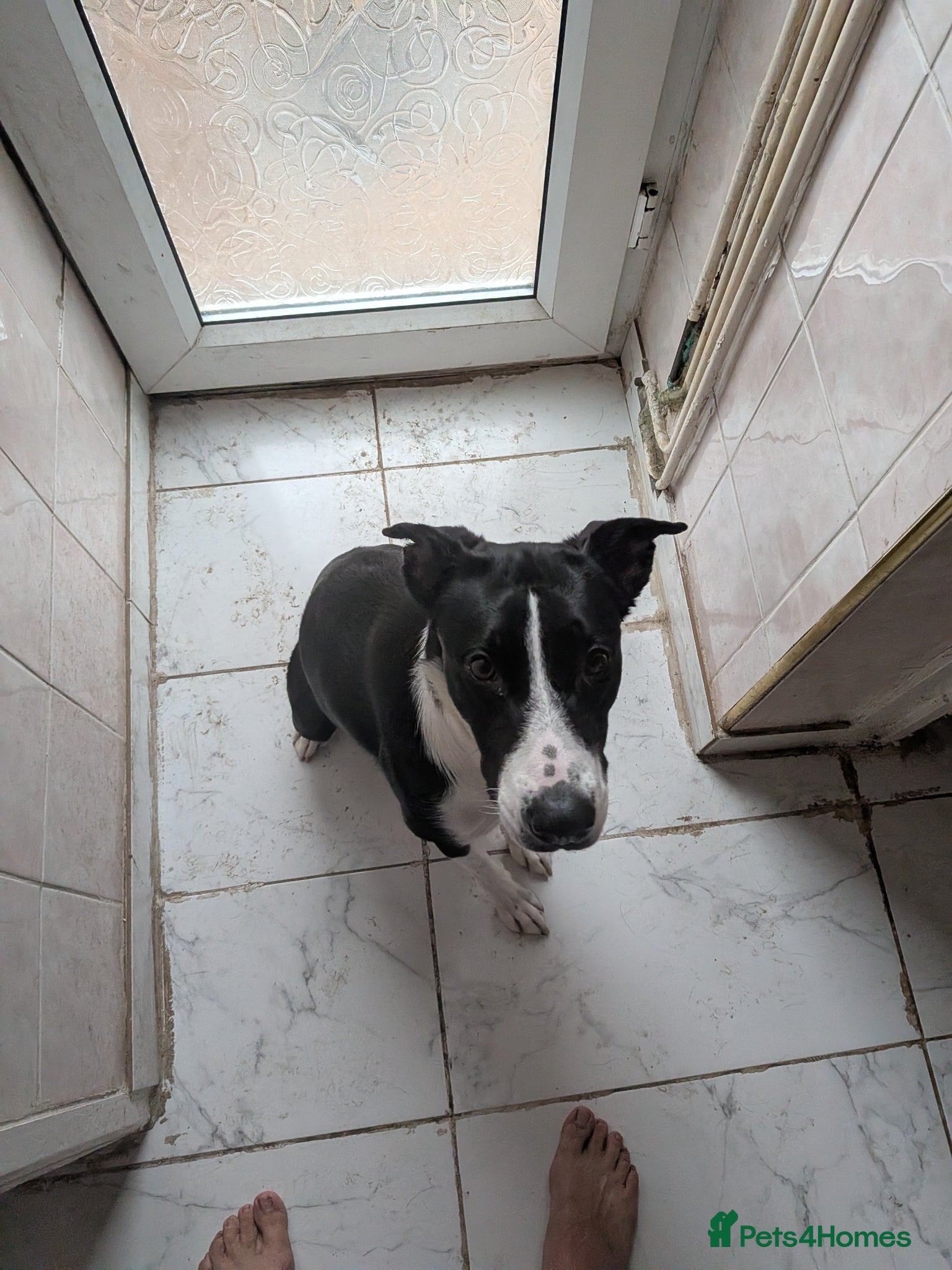 Border Collie dogs Luna  - Advert 8