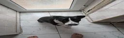 Border Collie dogs for sale: Luna  - Advert 1