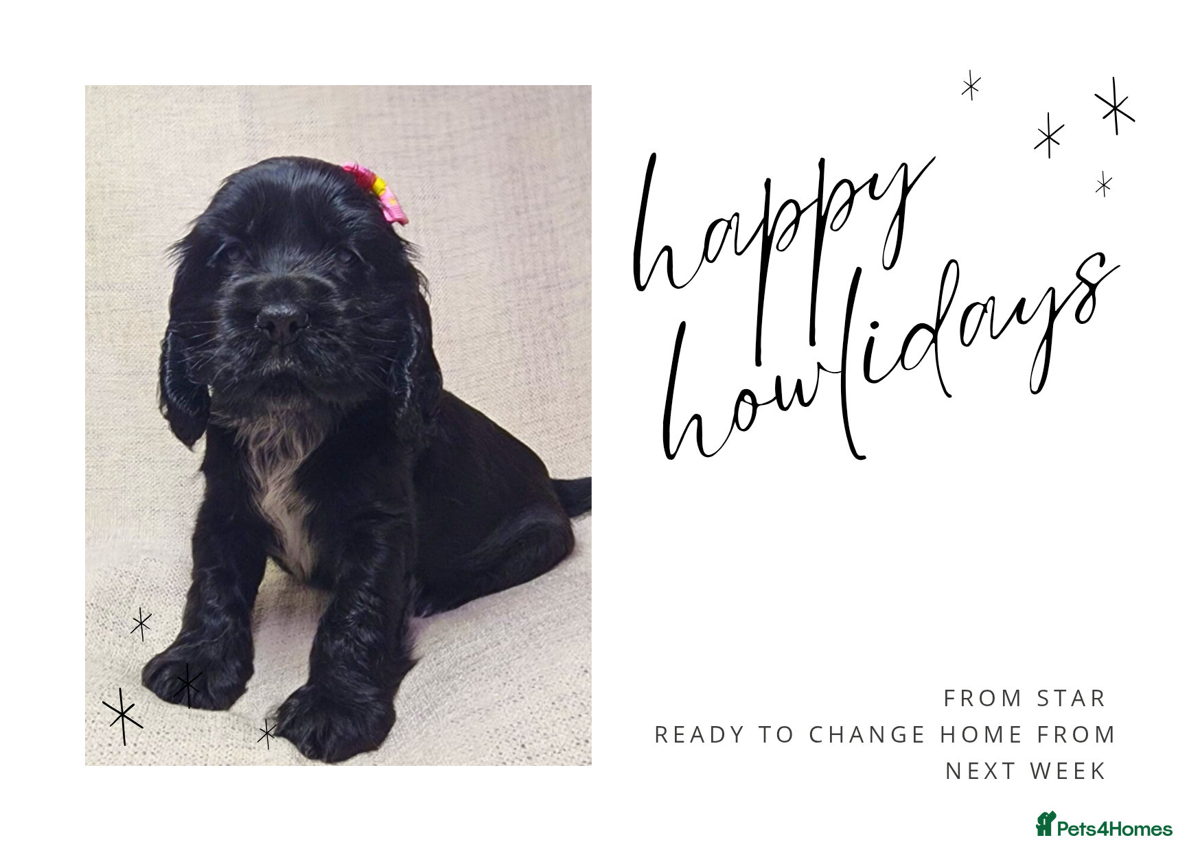 Cocker Spaniel dogs 🩷1 girl available🩷 show type cocker spaniels 🏡 - Advert 7