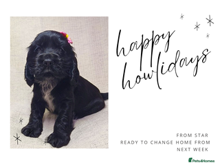 Cocker Spaniel dogs 🩷1 girl available🩷 show type cocker spaniels 🏡 - Advert 8