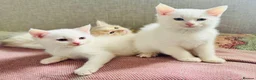 Munchkin cats for sale: Twin brothers  - Advert 6