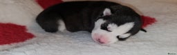 Siberian Husky dogs for sale: Ready now Siberian husky puppies  - Advert 13