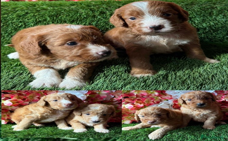 Cockapoo dogs - Advert 2