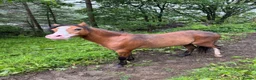 Welsh Section A horses for sale: Section A stallion  in Ebbw Vale - Advert 1