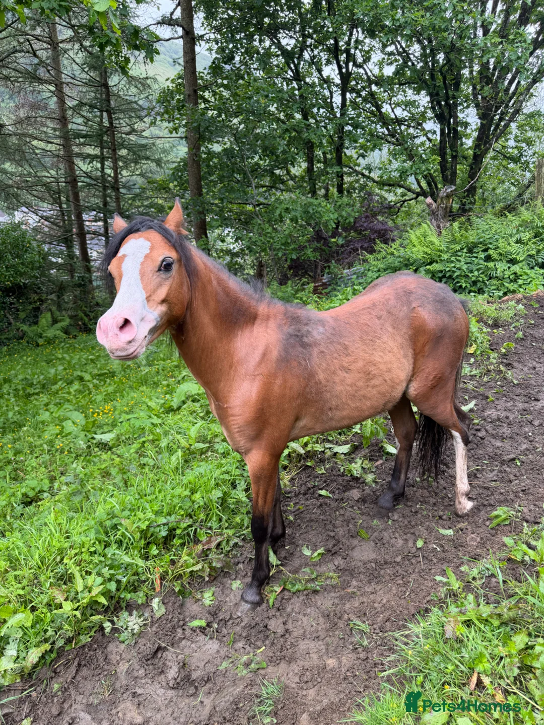 Welsh Section A horses for sale: Section A stallion  in Ebbw Vale - Advert 1