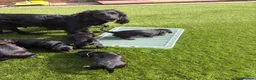 Cocker Spaniel dogs for sale: Working KC Registered Cocker Spaniel Pups. in Livingston - Advert 15