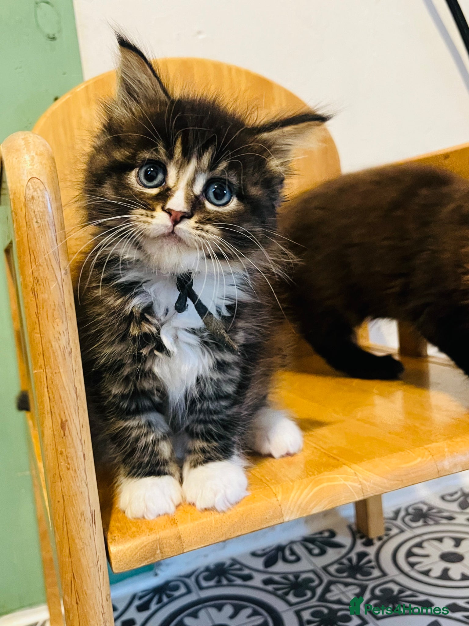 Maine Coon cats Stunning pedigree Maine coon kittens TICA - Advert 2