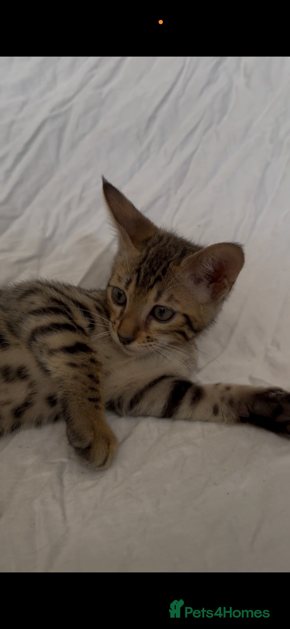 Bengal cats Bengal kitten London ready to leave  - Advert 14