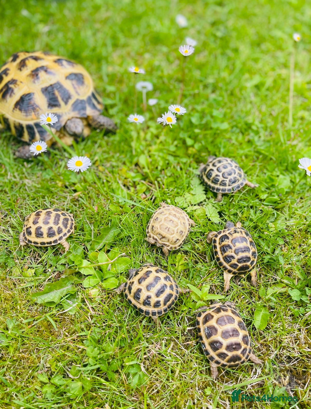 Tortoise reptiles Baby Horsefield tortoises WOW AMAZING!! - Advert 1