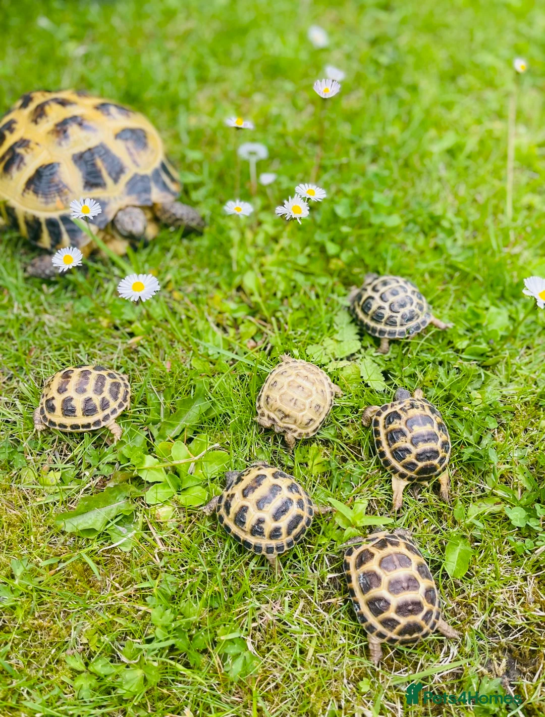 Tortoise reptiles for sale: Baby Horsefield tortoises WOW AMAZING!! - Advert 1