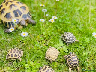 Tortoise reptiles for sale: Baby Horsefield tortoises WOW AMAZING!! - Advert 2