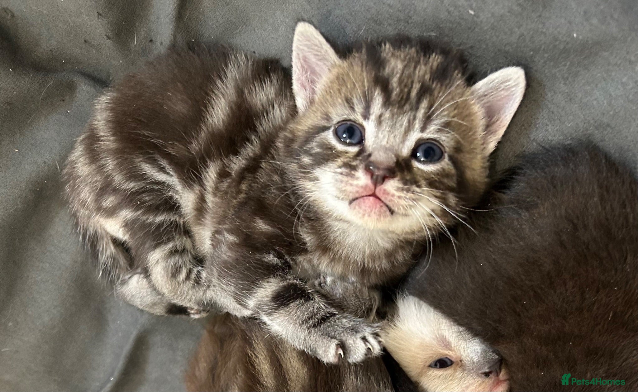 Mixed Breed cats 1 tabby male left  - Advert 18