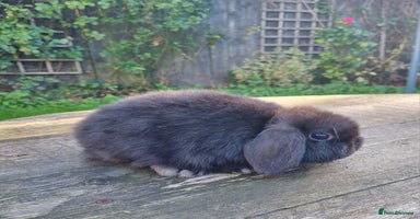 Mini Lop rabbits - Advert 10