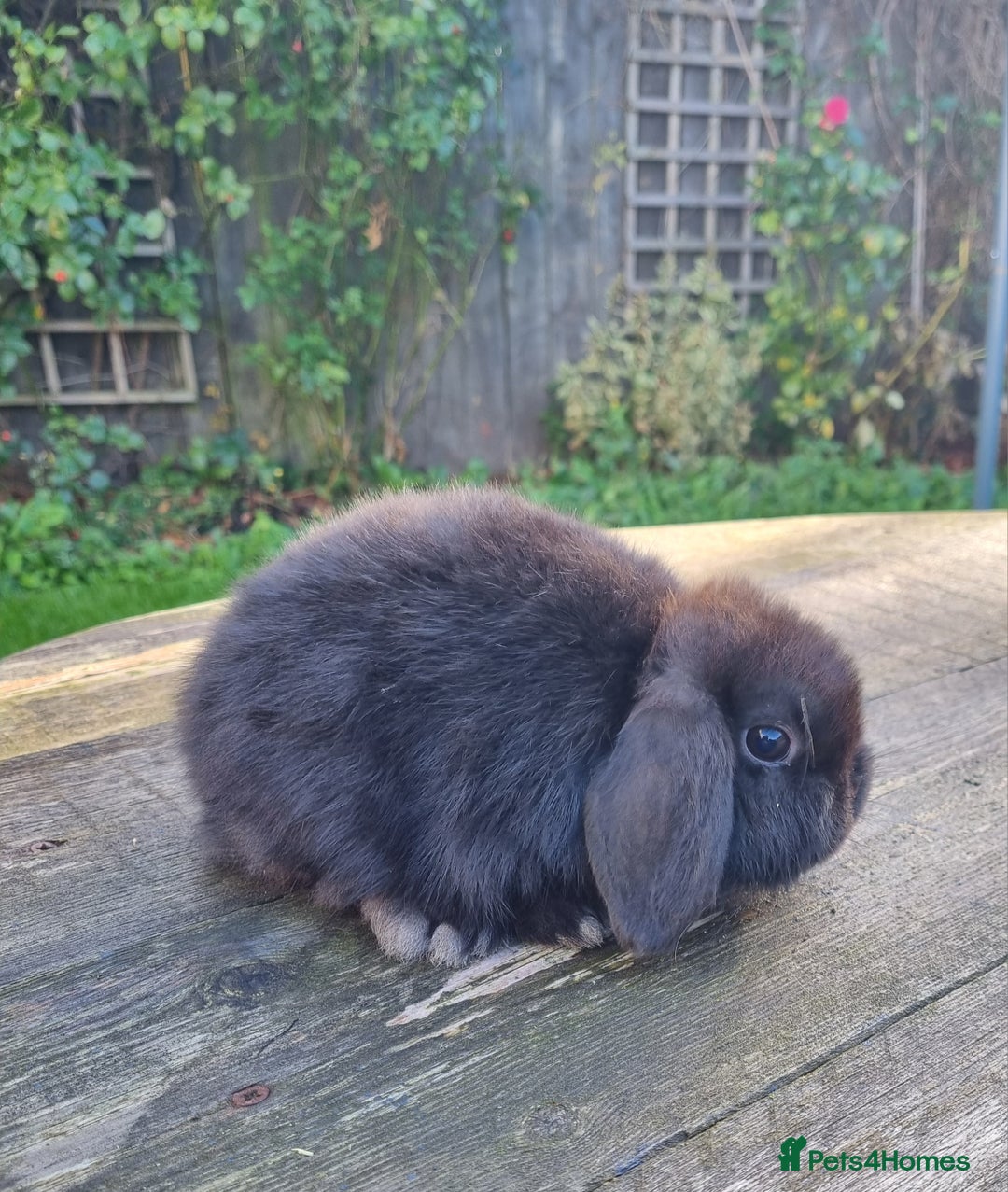 Mini Lop rabbits for sale: Mini lop does *SOLD* - Image 3