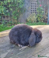 Mini Lop rabbits - Advert 1