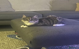 Mixed Breed cats for sale: Lovely kittens - Image 7