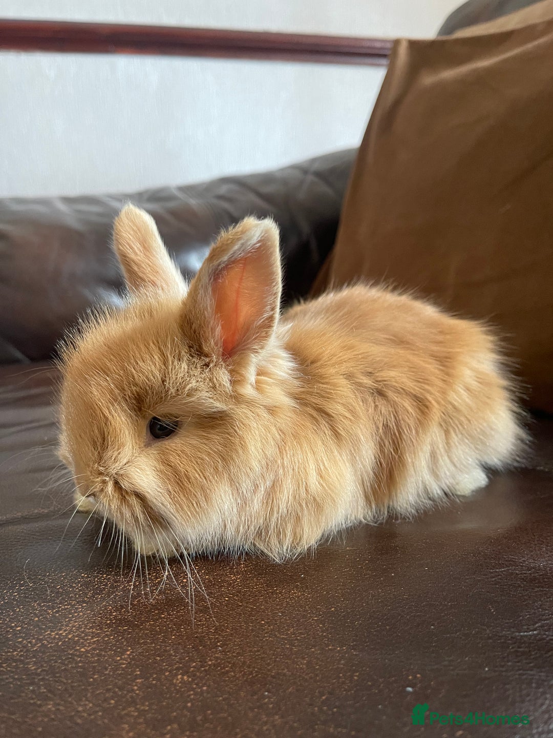 Mixed Breed rabbits for sale: Angora x Lionhead Female Looking For Home  - Image 21