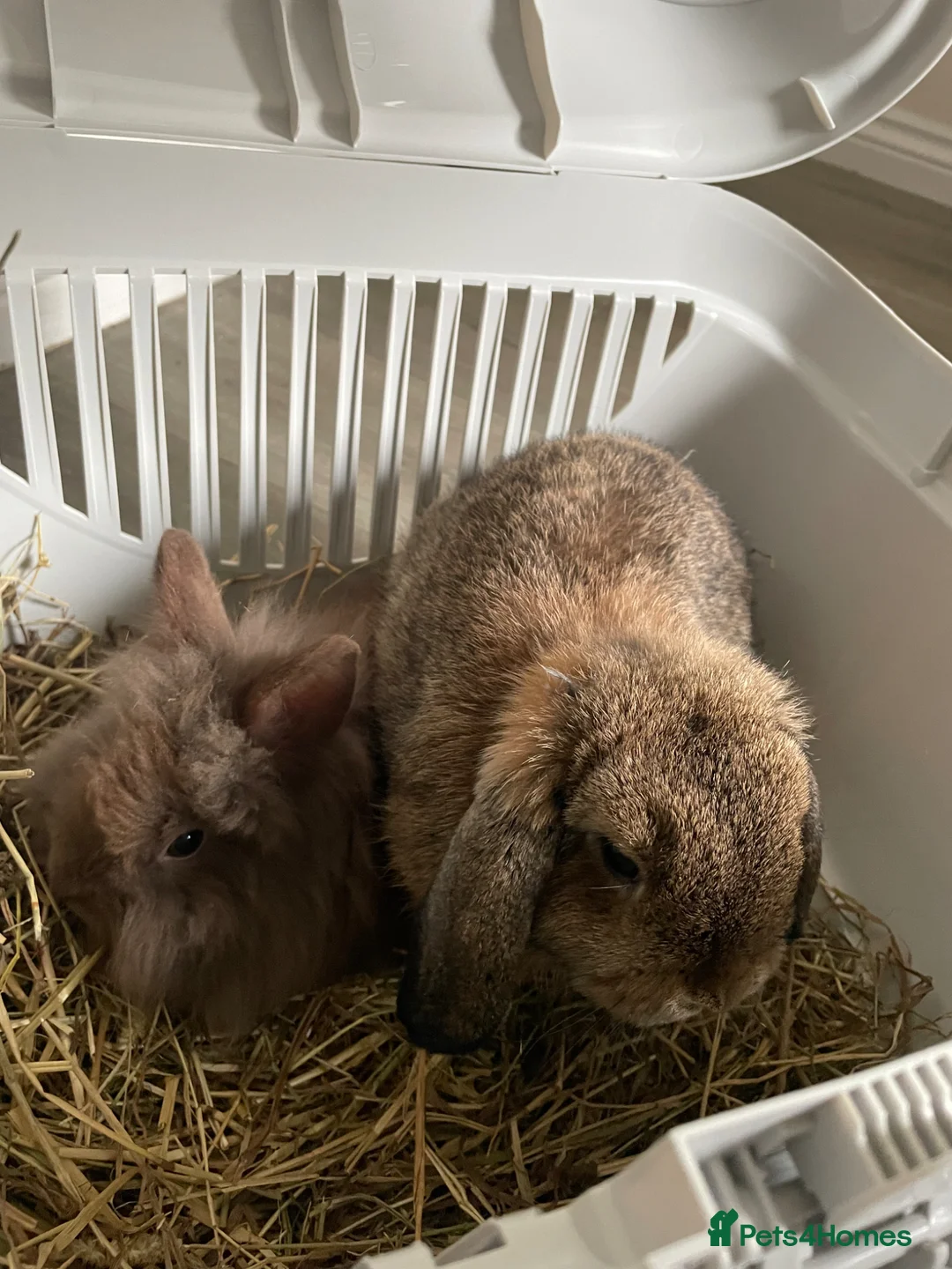 Mini Lop rabbits for sale: Mini Lop - Male And Female Mini Lionhead  in Colchester - Advert 4