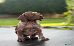 German Shorthaired Pointer dogs for sale: German shorthaired pointer x Vizsla puppies in Northallerton - Image 10