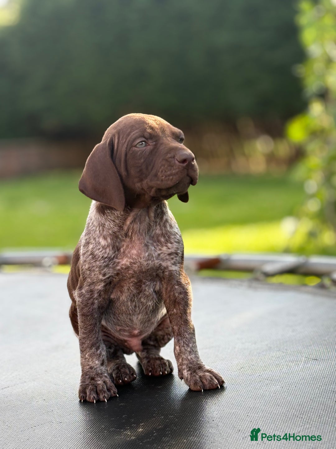 German Shorthaired Pointer dogs for sale: German shorthaired pointer x Vizsla puppies in Northallerton - Image 10