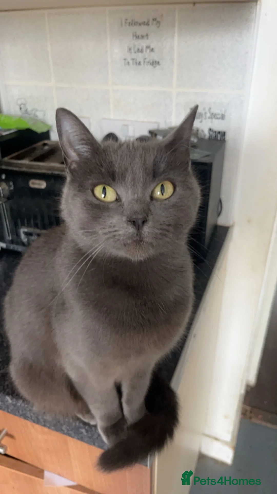 Mixed Breed cats for sale: Mixed breed kittens  - Advert 1