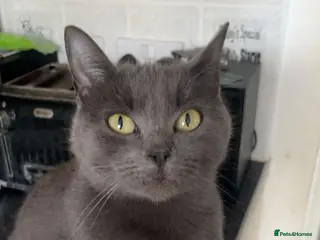 Mixed Breed cats Mixed breed kittens - Advert 1