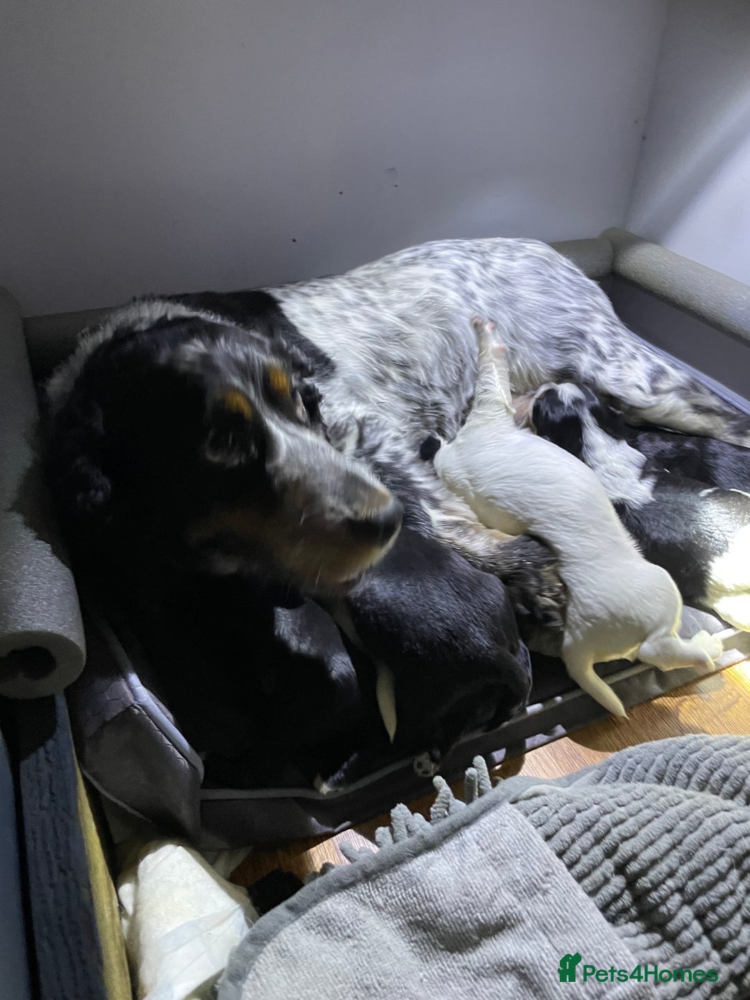 Mixed Breed dogs for sale: 8 beautiful cockapoo stunning colours  - Image 11