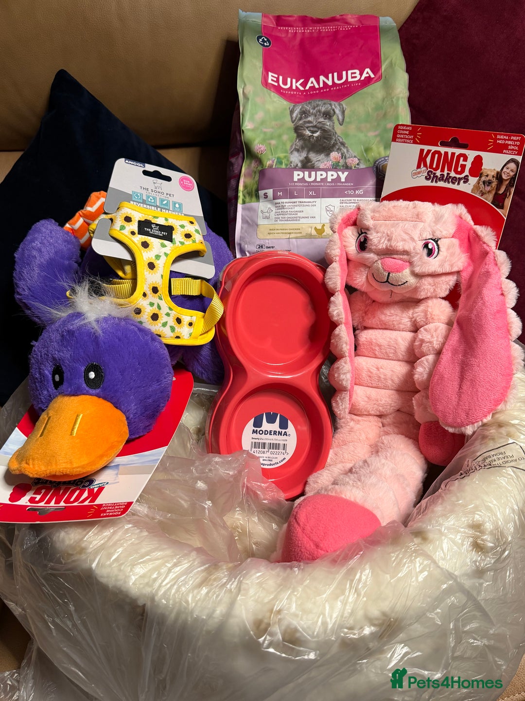 Mixed Breed dogs for sale: Biewer Terrier x mini poodle - Advert 6