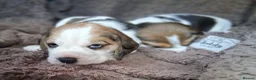 Beagle dogs for sale: Champion Tri-Color Beagles pups! in Doncaster - Advert 15
