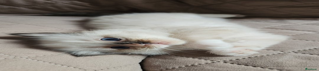Ragdoll Kitten 1